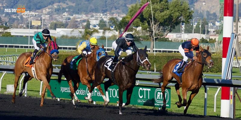 Mẹo đặt cược đua ngựa tại New88 - Kinh nghiệm vào tiền hợp lý 4 Mẹo đặt cược đua ngựa hiệu quả hàng đầu